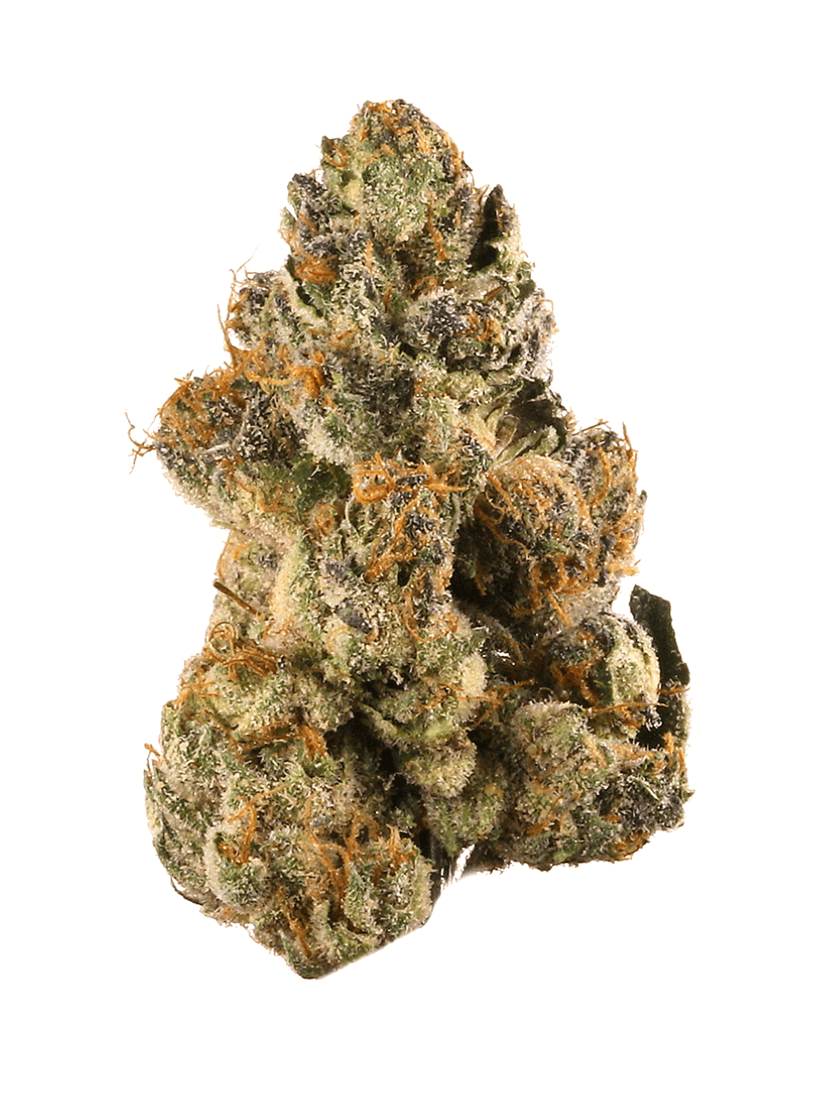 Gelato 41