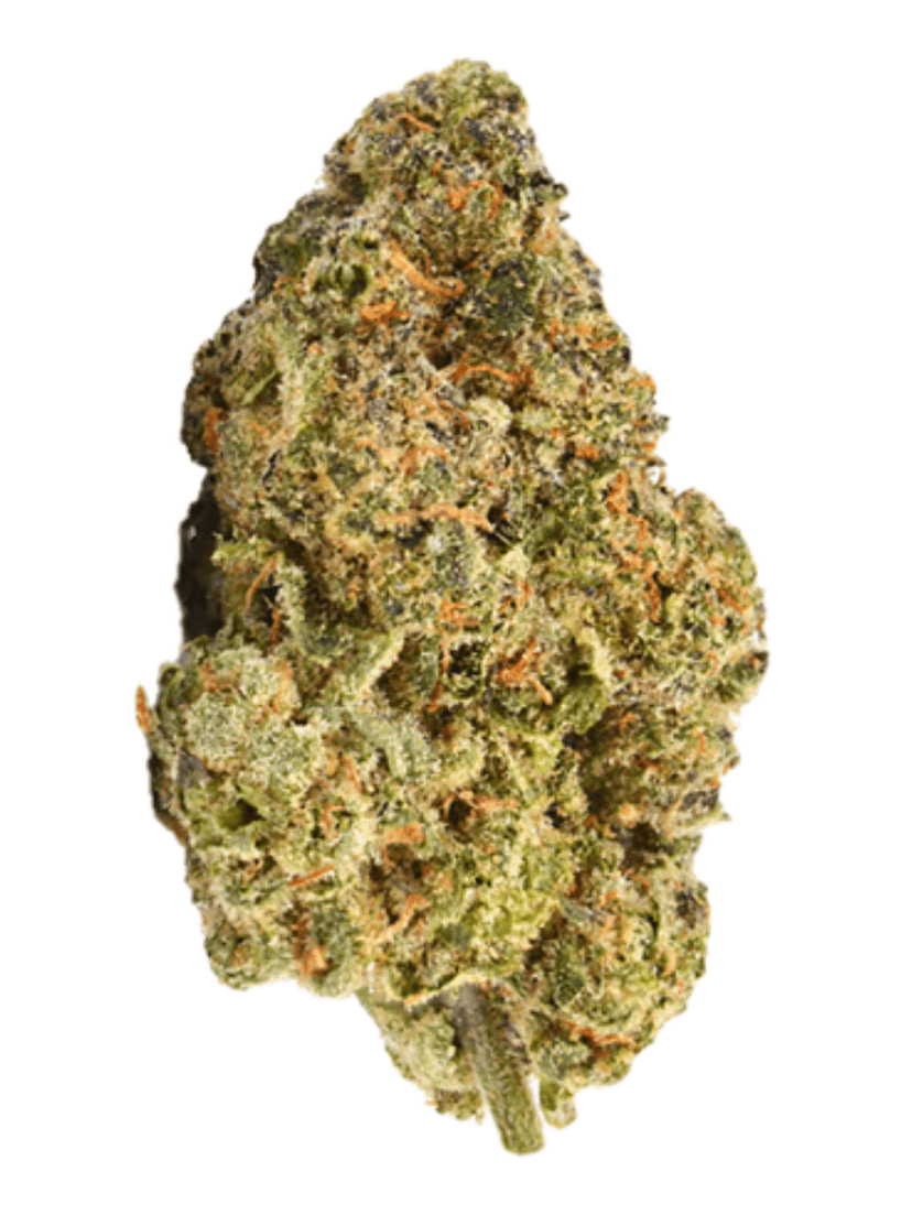 Mimosa