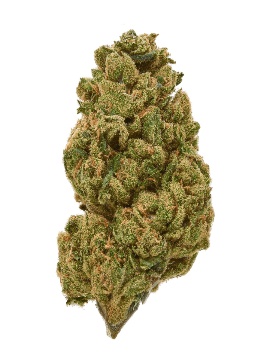 Girl Scout Cookies